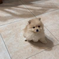 Mini pomerania