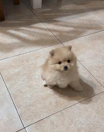 Mini pomerania