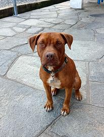 American Pitbull Terrier Red Nose