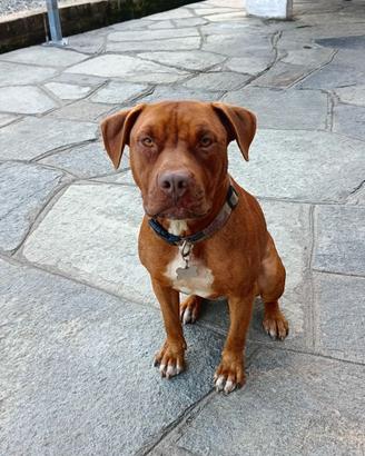 American Pitbull Terrier Red Nose