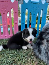 Border collie cucciola con occhio celeste
