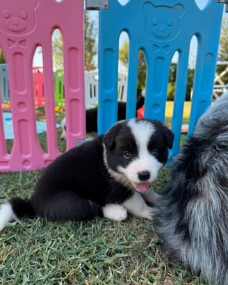 Border collie cucciola con occhio celeste