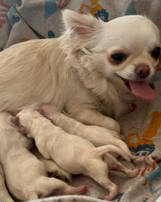 Chihuahua puri nani total waith