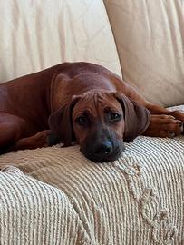 Cucciola di Rhodesian Ridgeback