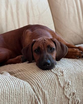 Cucciola di Rhodesian Ridgeback