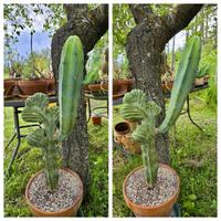 Cactus mirtillocactus xxl raro caudex