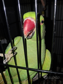 Parrocchetto dal collare età 4 anni