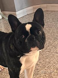 Buldog francese