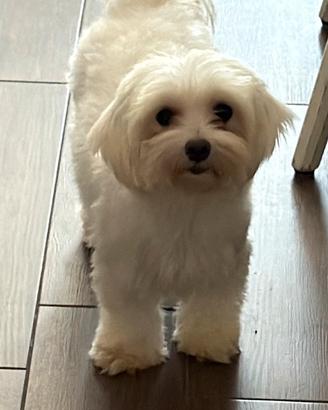 Maltese