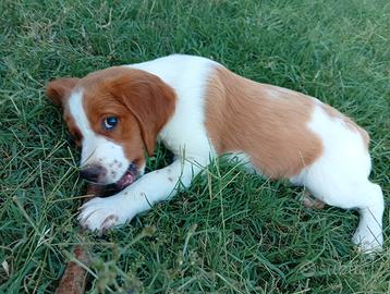 Epagneul Breton cucciolo maschio 2 mesi