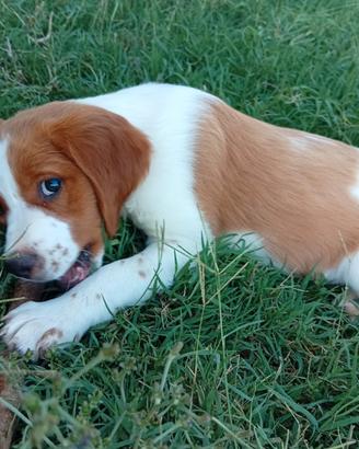 Epagneul Breton cucciolo maschio 2 mesi