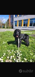 Cocker spaniel