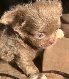 Cucciolo di chihuahua Toy lillac occhi chiari
