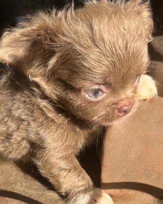 Cucciolo di chihuahua Toy lillac occhi chiari