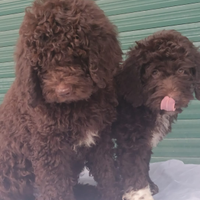 Lagotto tartufi