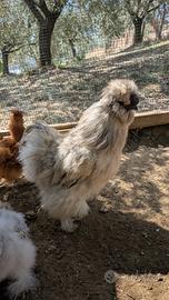Gallo di morosetta