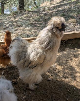Gallo di morosetta