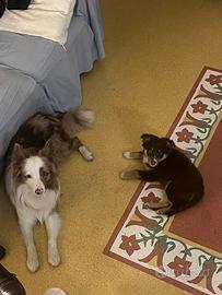 Border collie red merle disponibile per monta