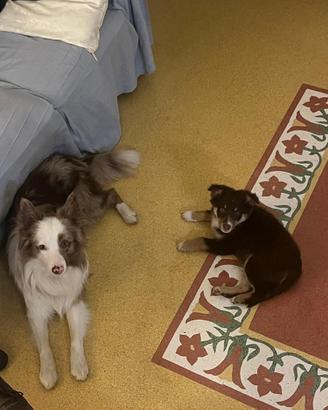 Border collie red merle disponibile per monta