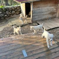 Cuccioli taglia media in ADOZIONE