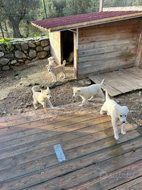 Cuccioli taglia media in ADOZIONE