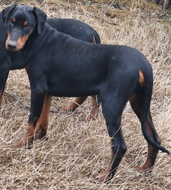 Cucciolone di Dobermann