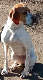 Pointer