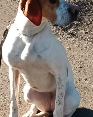 Pointer