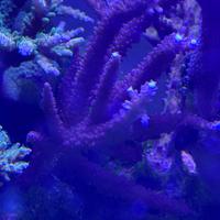 Acropora grandi dimensioni