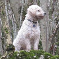 Lagotto romagnolo tartufo