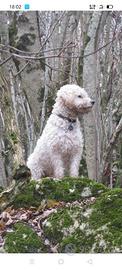 Lagotto romagnolo tartufo