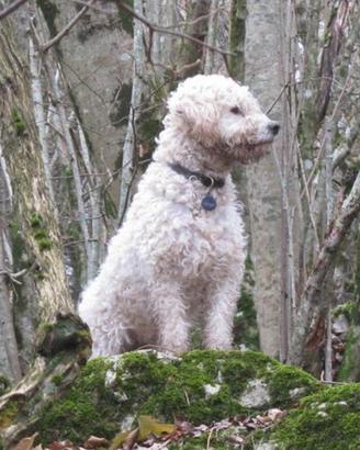 Lagotto romagnolo tartufo