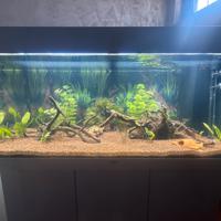 Acquario juwel rio 180 litri