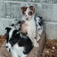 Cucculi di cane