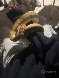 Pitone reale banana