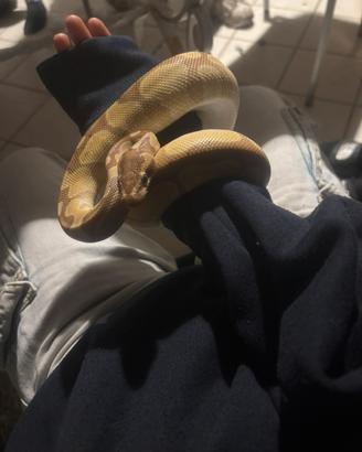 Pitone reale banana