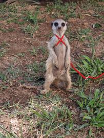 Cuccioli di suricato