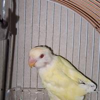 Inseparabili