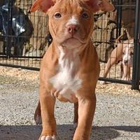 Cuccioli pitbull