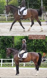 Cavallo volteggio Dressage e Salto 8 anni