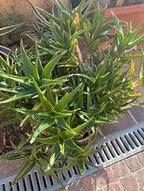 Piante di aloe