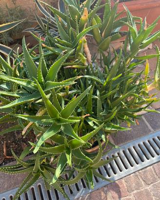 Piante di aloe
