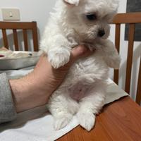 Maltese mini toy femmine
