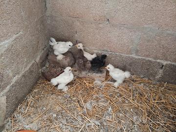 Bellissime galline moroseta razza ornamentale