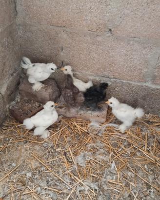 Bellissime galline moroseta razza ornamentale