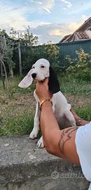 Cucciolo di Ariegeois