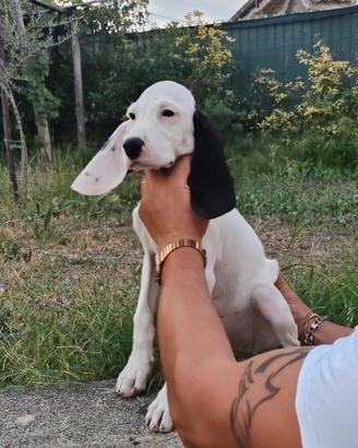 Cucciolo di Ariegeois