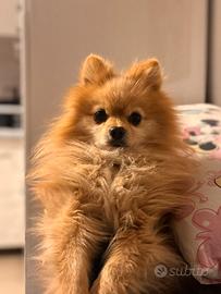 Volpino Spitz per monte