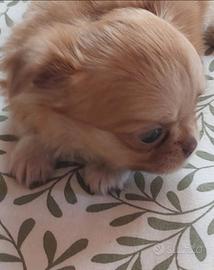 Chihuahua femmina mini pelo lungo