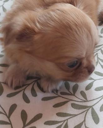 Chihuahua femmina mini pelo lungo
